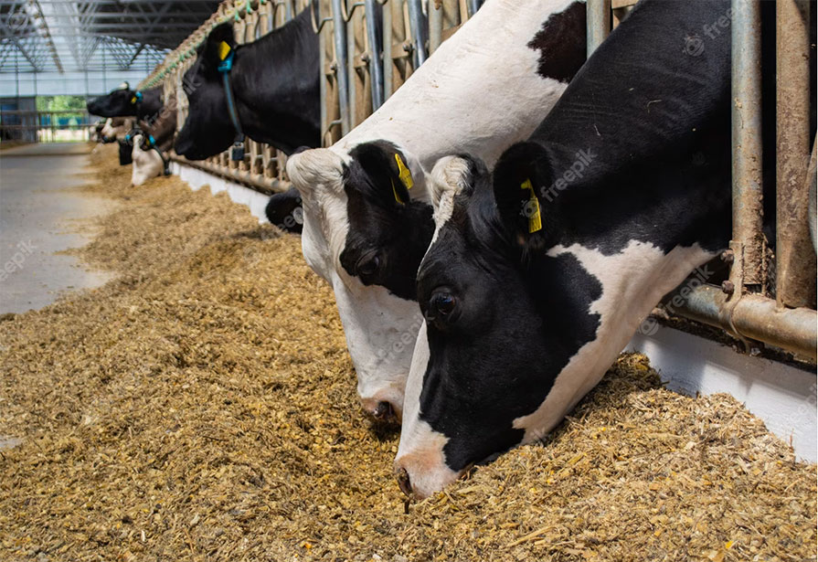 Dairy cows eating mix rations